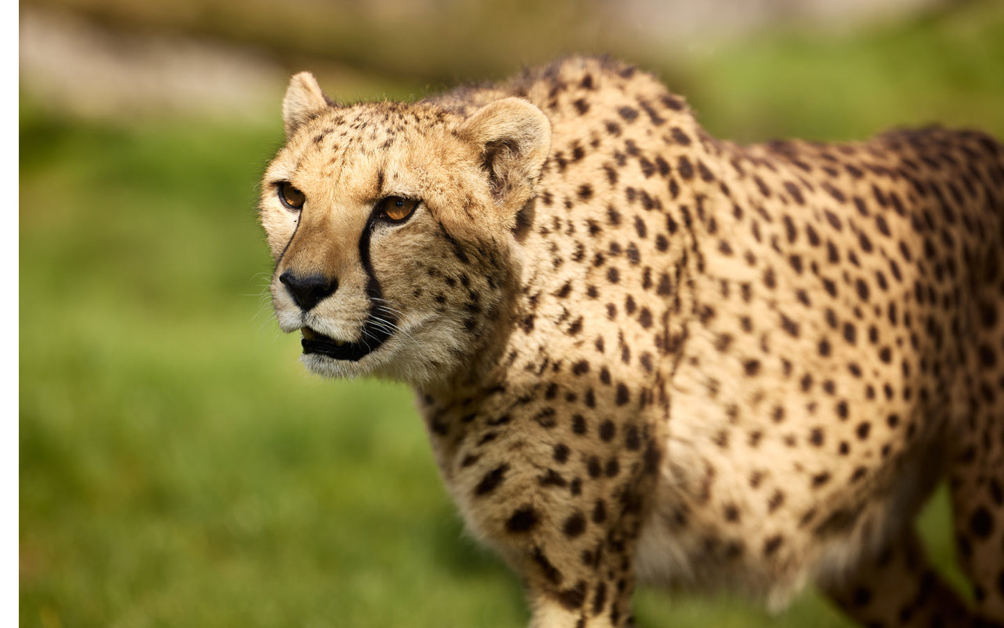 Eindhoven ZOO - afbeelding 7