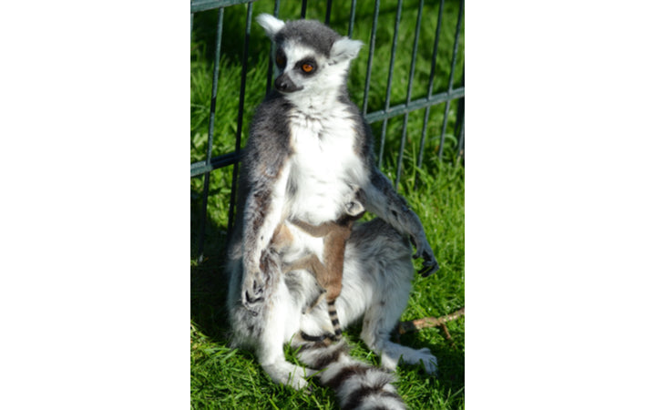 Dierenpark Van Blanckendaell - afbeelding 5