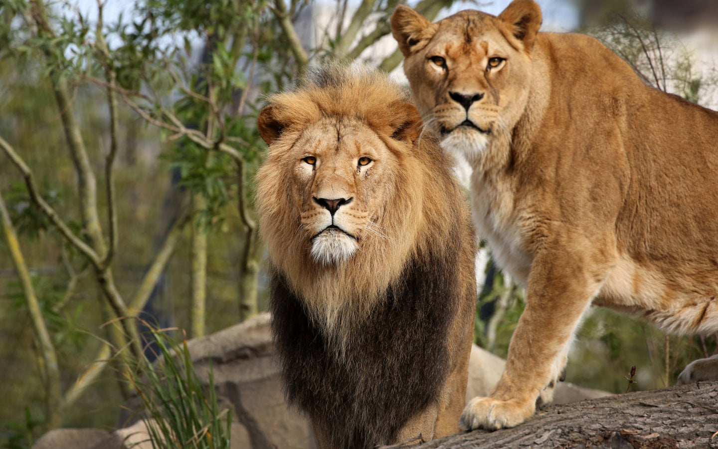 ARTIS-Park tickets met korting - afbeelding 8