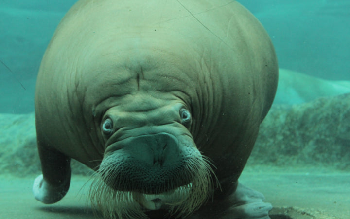 dolfinarium-harderwijk - afbeelding 5
