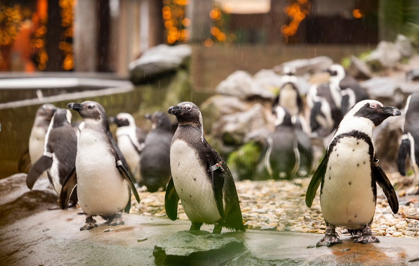 Burgers' Zoo - afbeelding 2