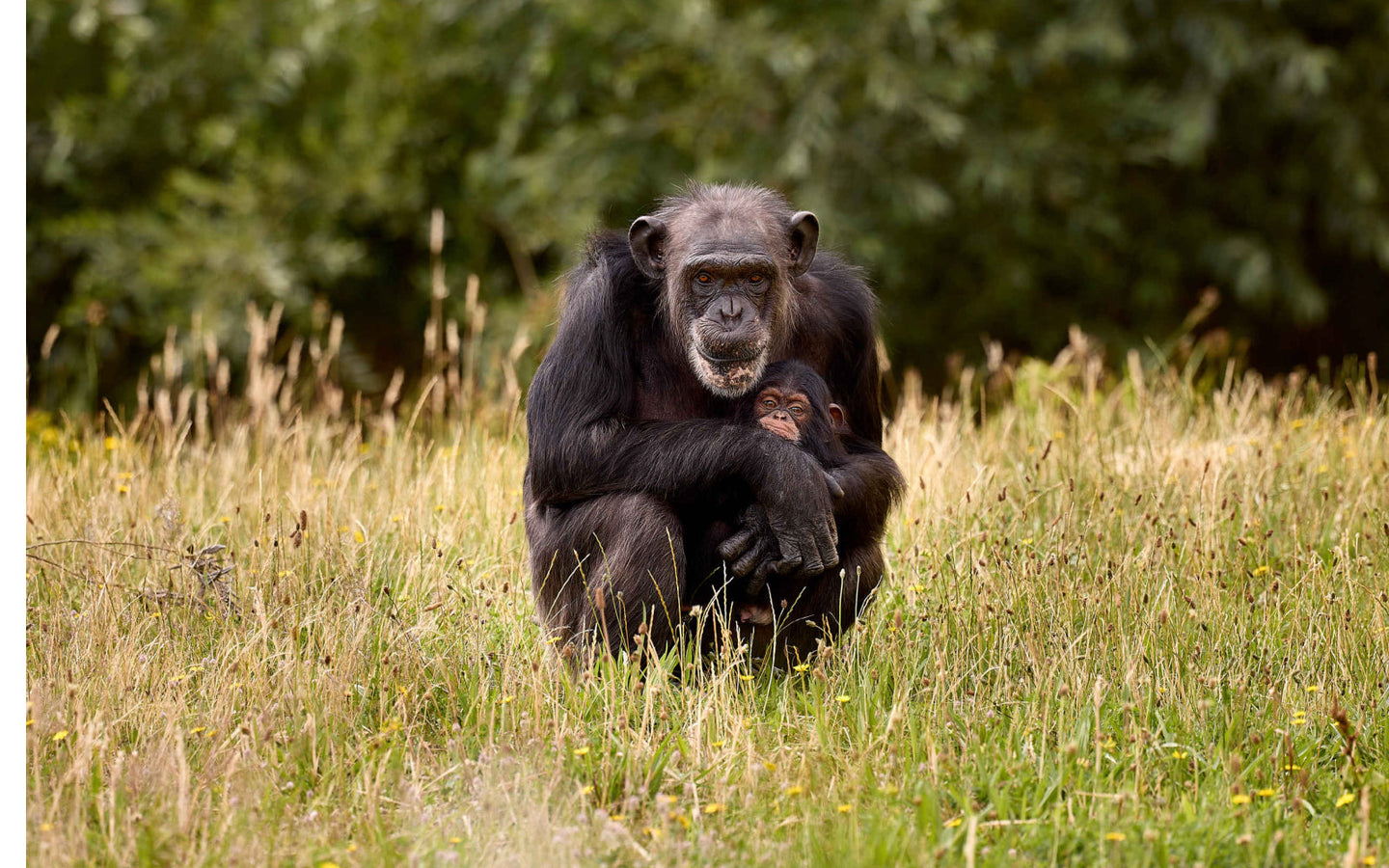 Eindhoven ZOO - afbeelding 4