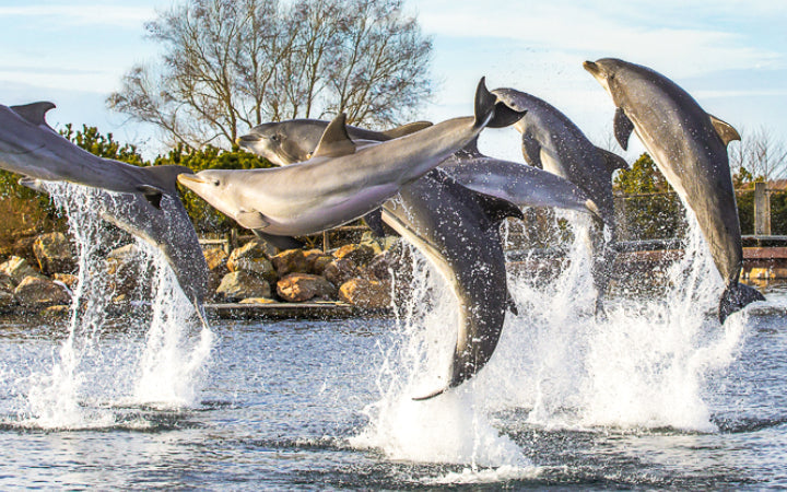 dolfinarium-harderwijk - afbeelding 3