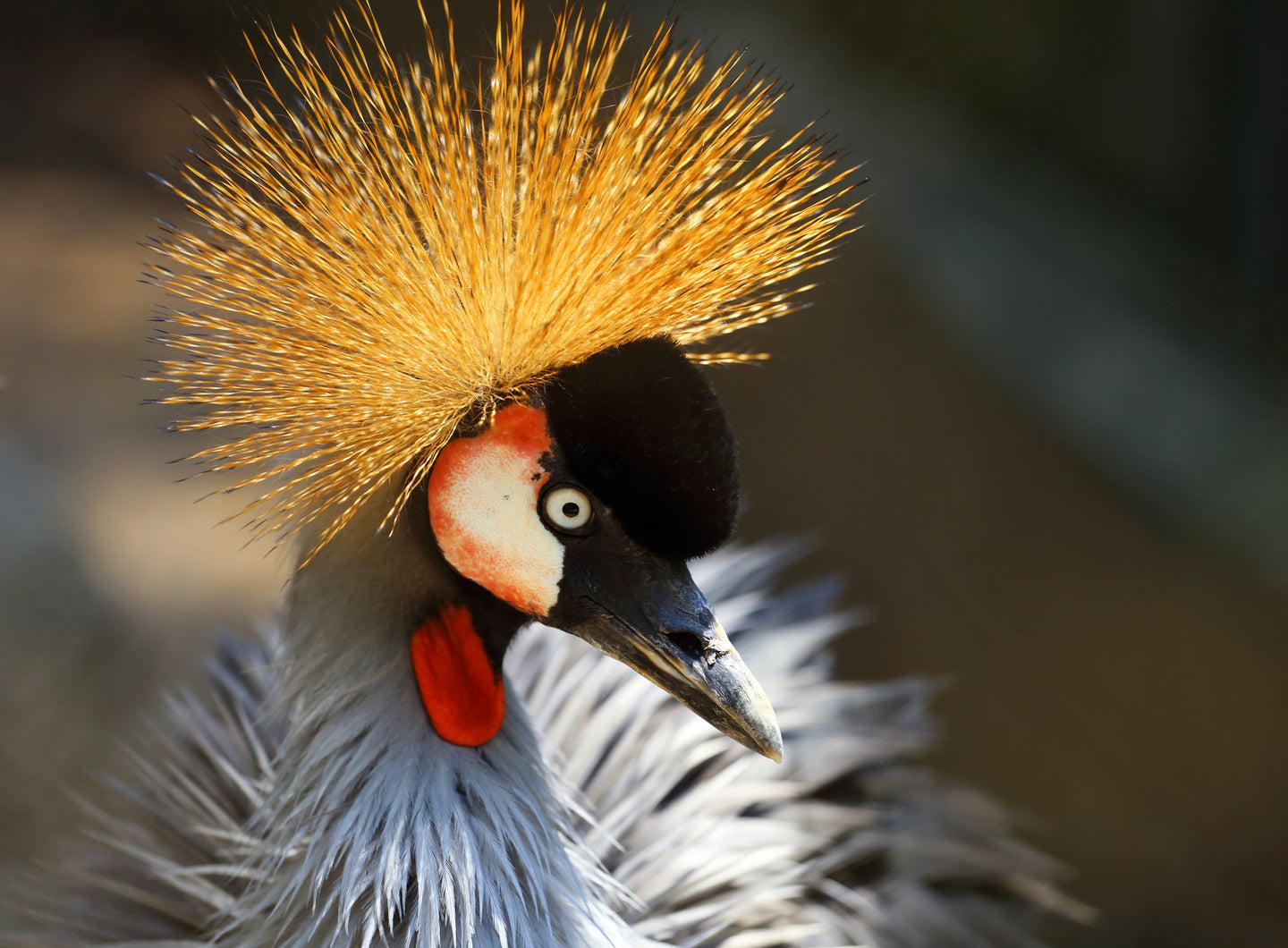 Vogelpark Avifauna - afbeelding 3