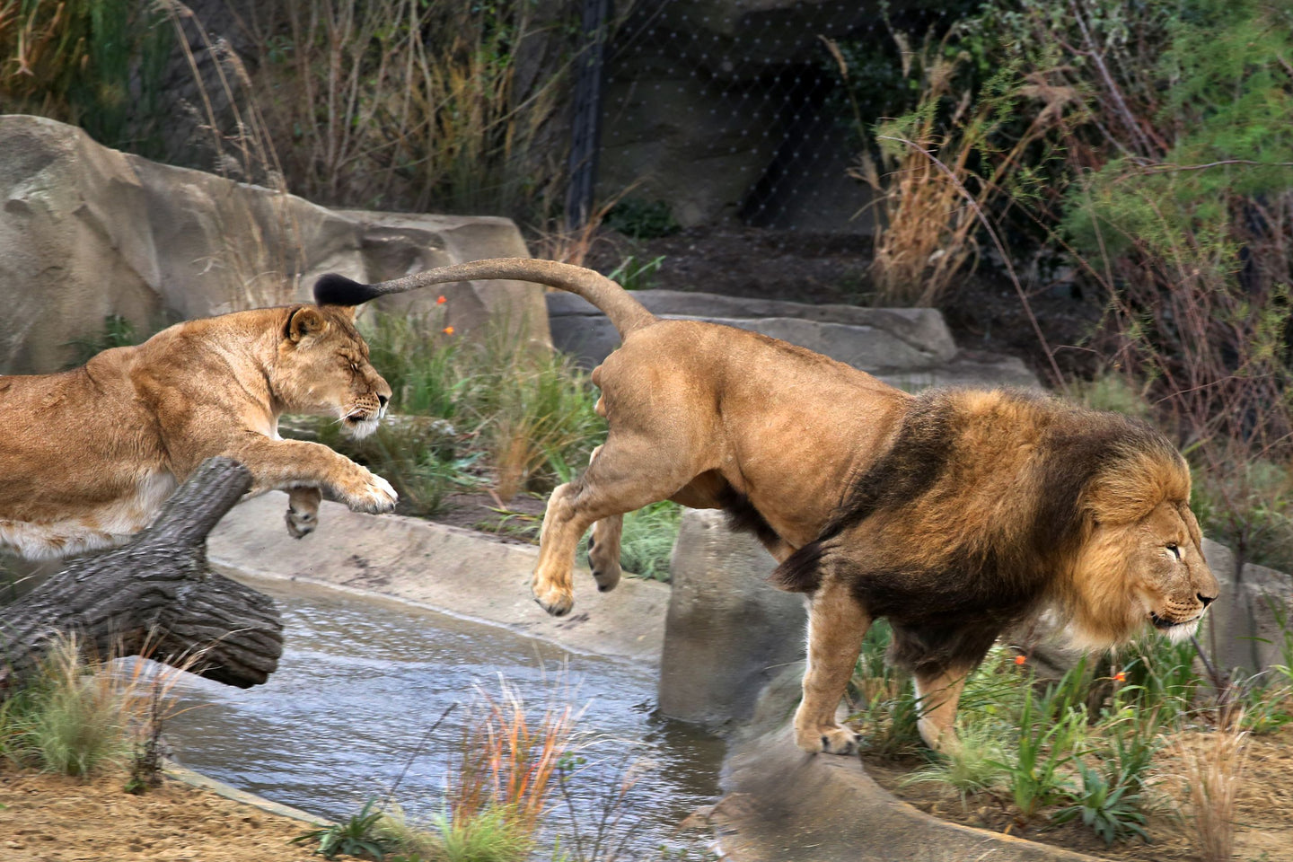ARTIS-Park tickets met korting - afbeelding 17