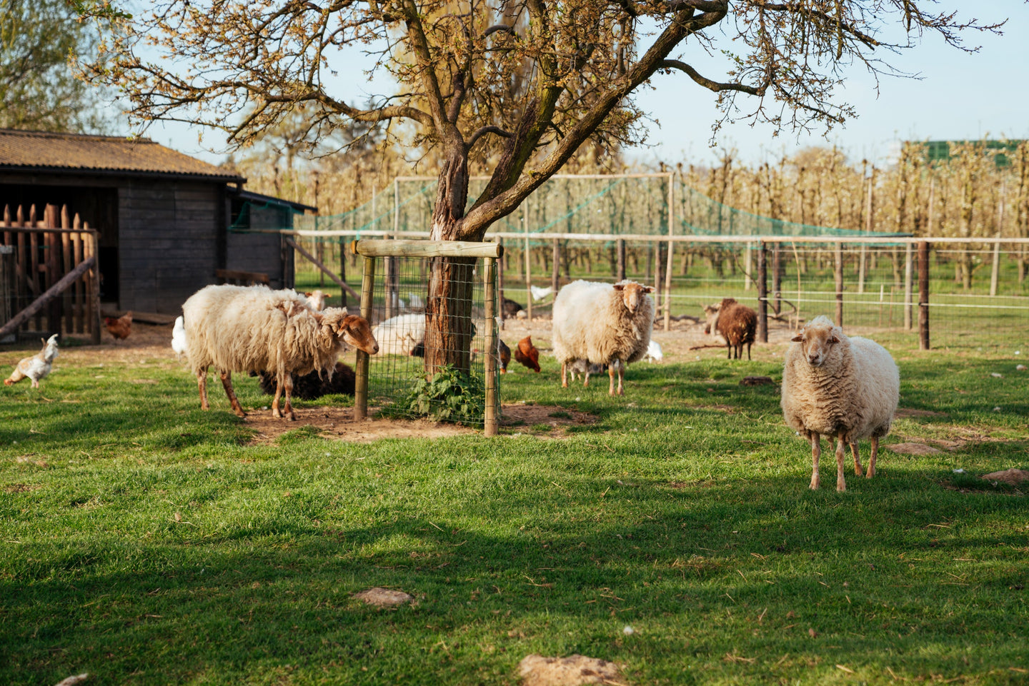 Overnachting Hoeve Roosbeek incl. ontbijt en diner - afbeelding 12