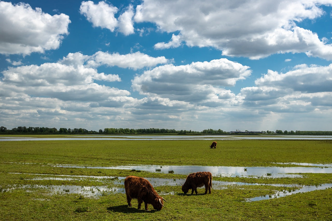 Zilvermeeuw Rondvaart Biesbosch - afbeelding 6