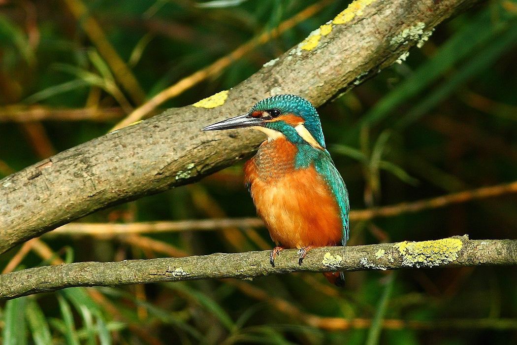 Zilvermeeuw Rondvaart Biesbosch - afbeelding 7