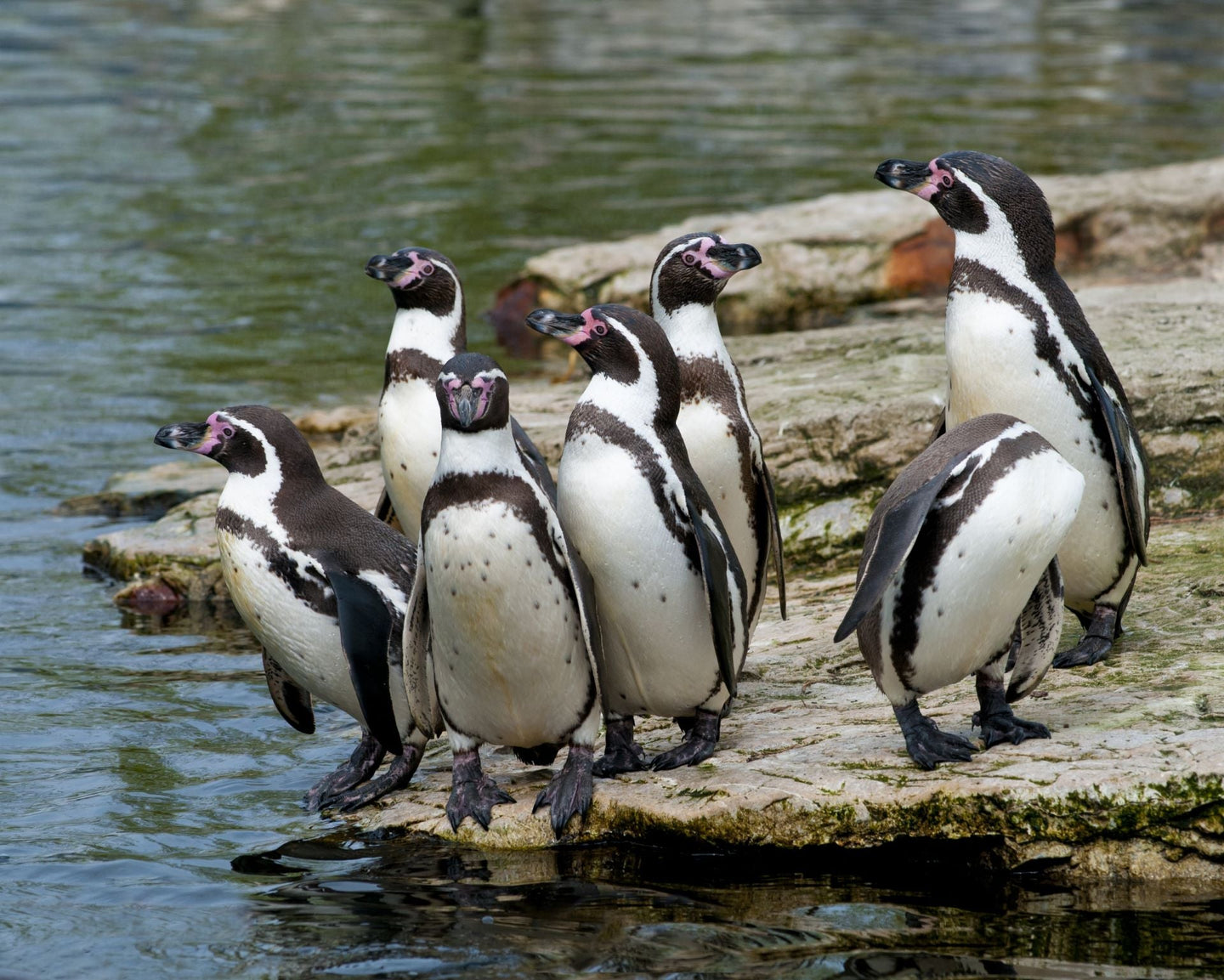 Vogelpark Avifauna - afbeelding 9