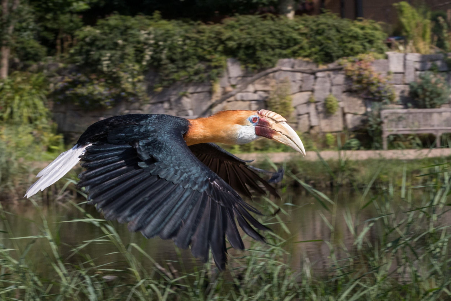Vogelpark Avifauna - afbeelding 12