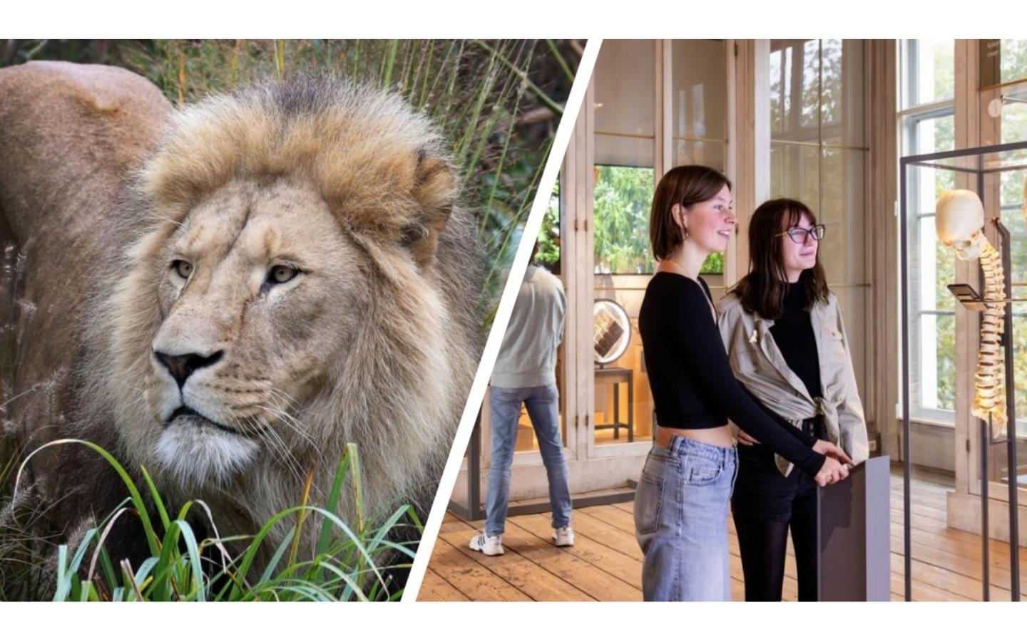 Combiticket ARTIS-Park & ARTIS-Groote Museum - afbeelding 1