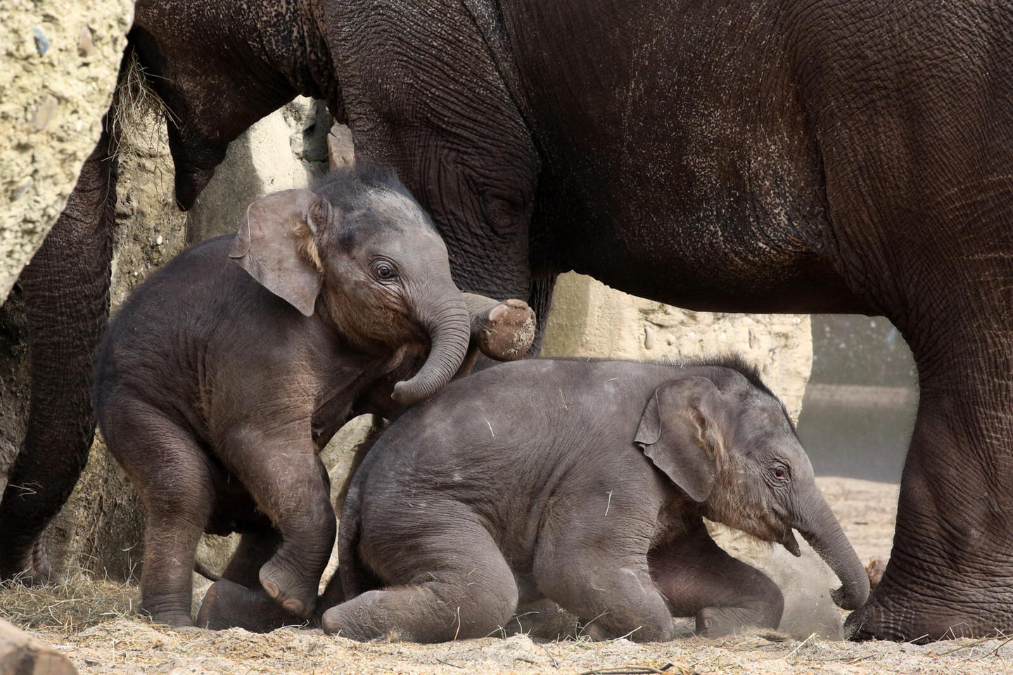 ARTIS-Park tickets met korting - afbeelding 7
