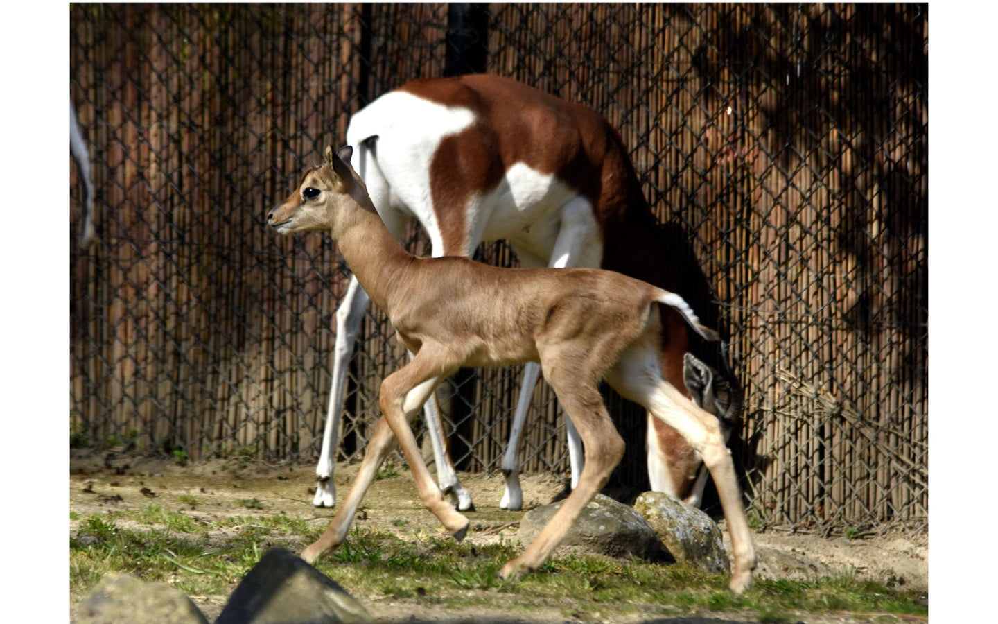 Diergaarde Blijdorp met korting - afbeelding 15