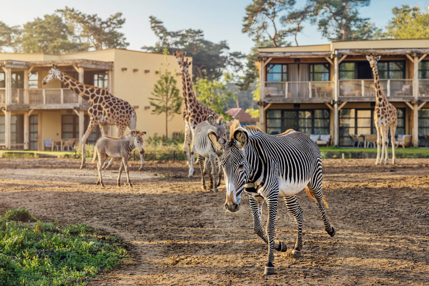 Safari Hotel Beekse Bergen  - afbeelding 5