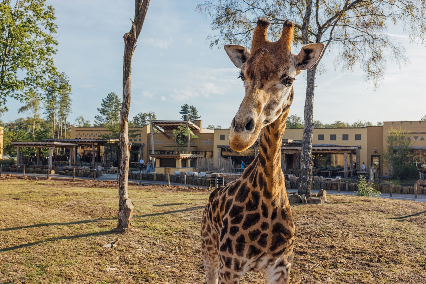 Safari Hotel Beekse Bergen | Verblijf 3 dagen in bijzonder hotel met uitzicht op savanne | incl. dagelijks toegang Safaripark Beekse Bergen - afbeelding 6