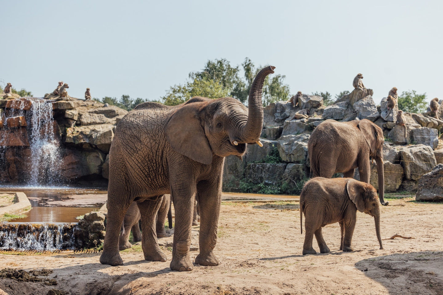 Safari Hotel Beekse Bergen | Verblijf 3 dagen in bijzonder hotel met uitzicht op savanne | incl. dagelijks toegang Safaripark Beekse Bergen - afbeelding 7