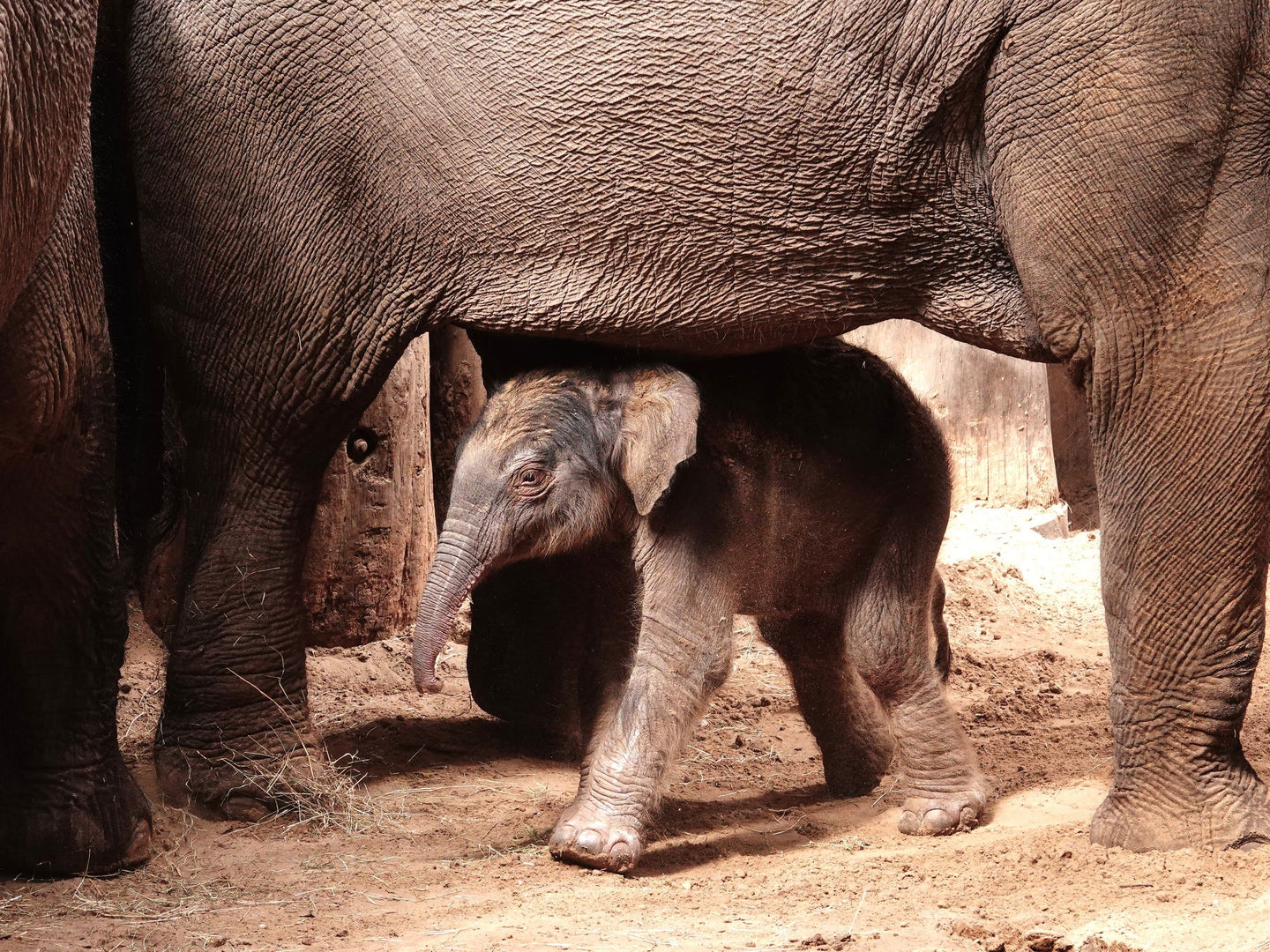 DierenPark Amersfoort - afbeelding 2