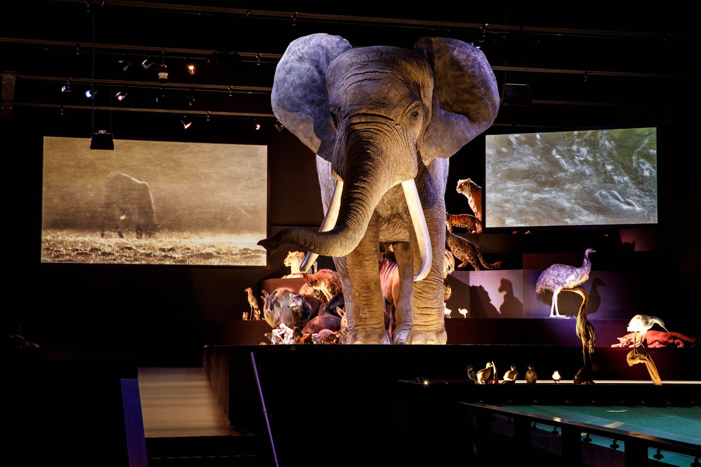 Naturalis + gratis toegang Rexperience - afbeelding 2