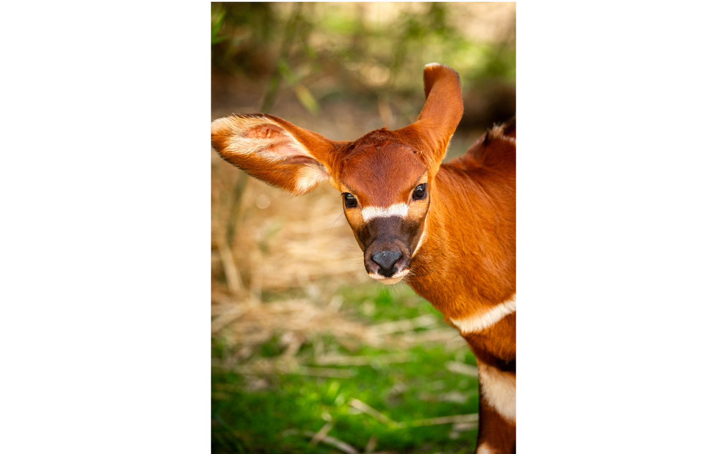 ZOO Antwerpen - afbeelding 3
