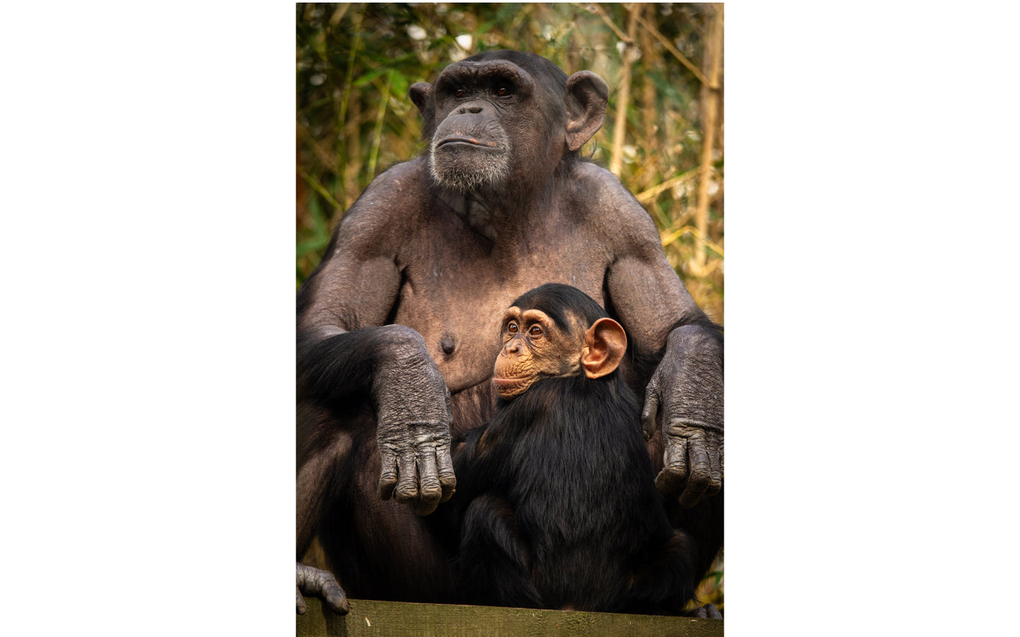 ZOO Antwerpen - afbeelding 4