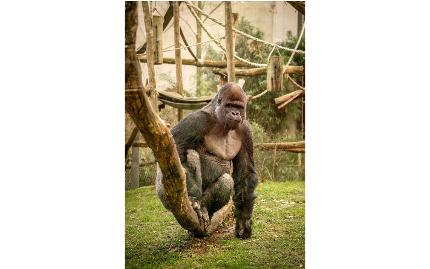 ZOO Antwerpen - afbeelding 5