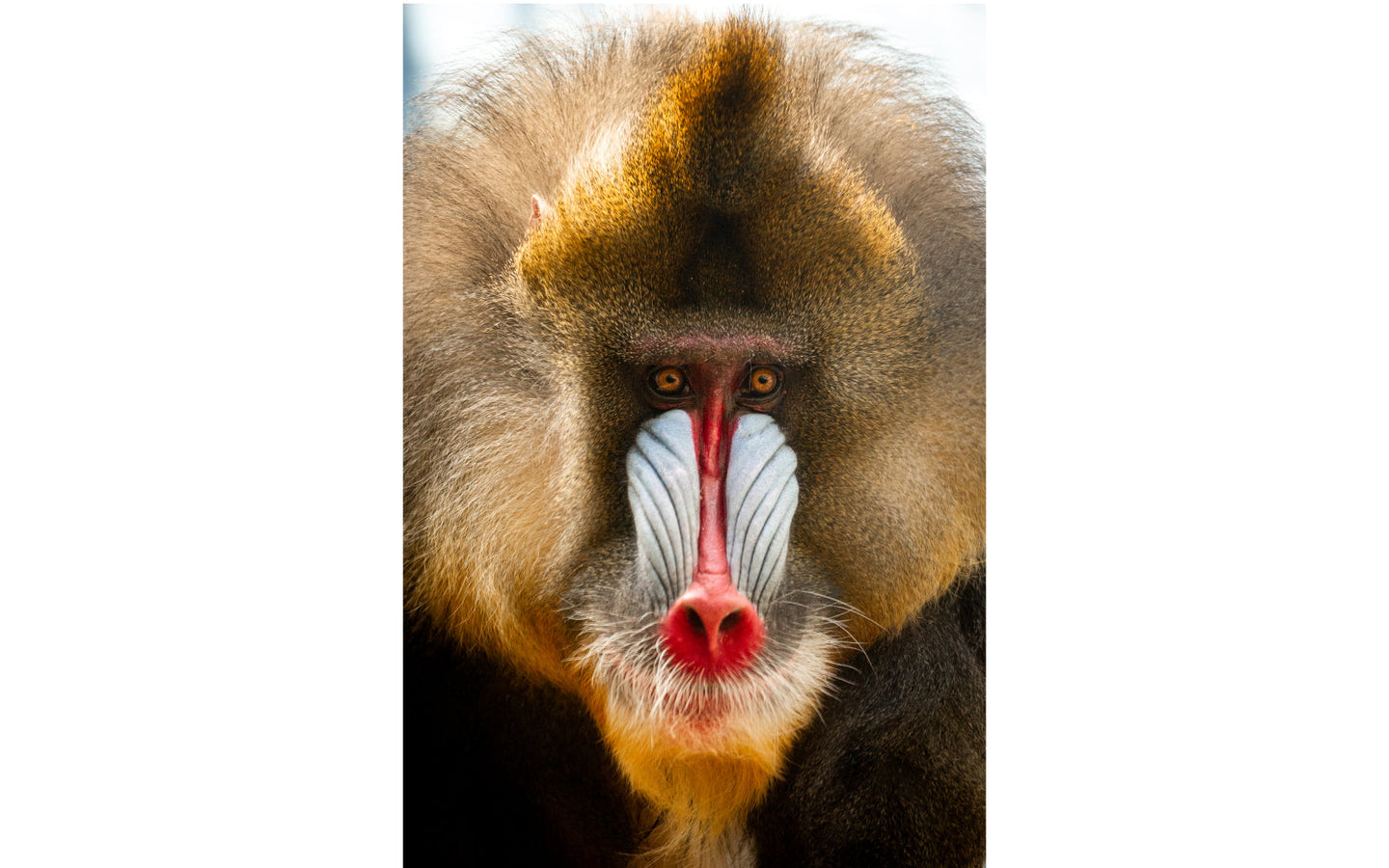 ZOO Antwerpen - afbeelding 7