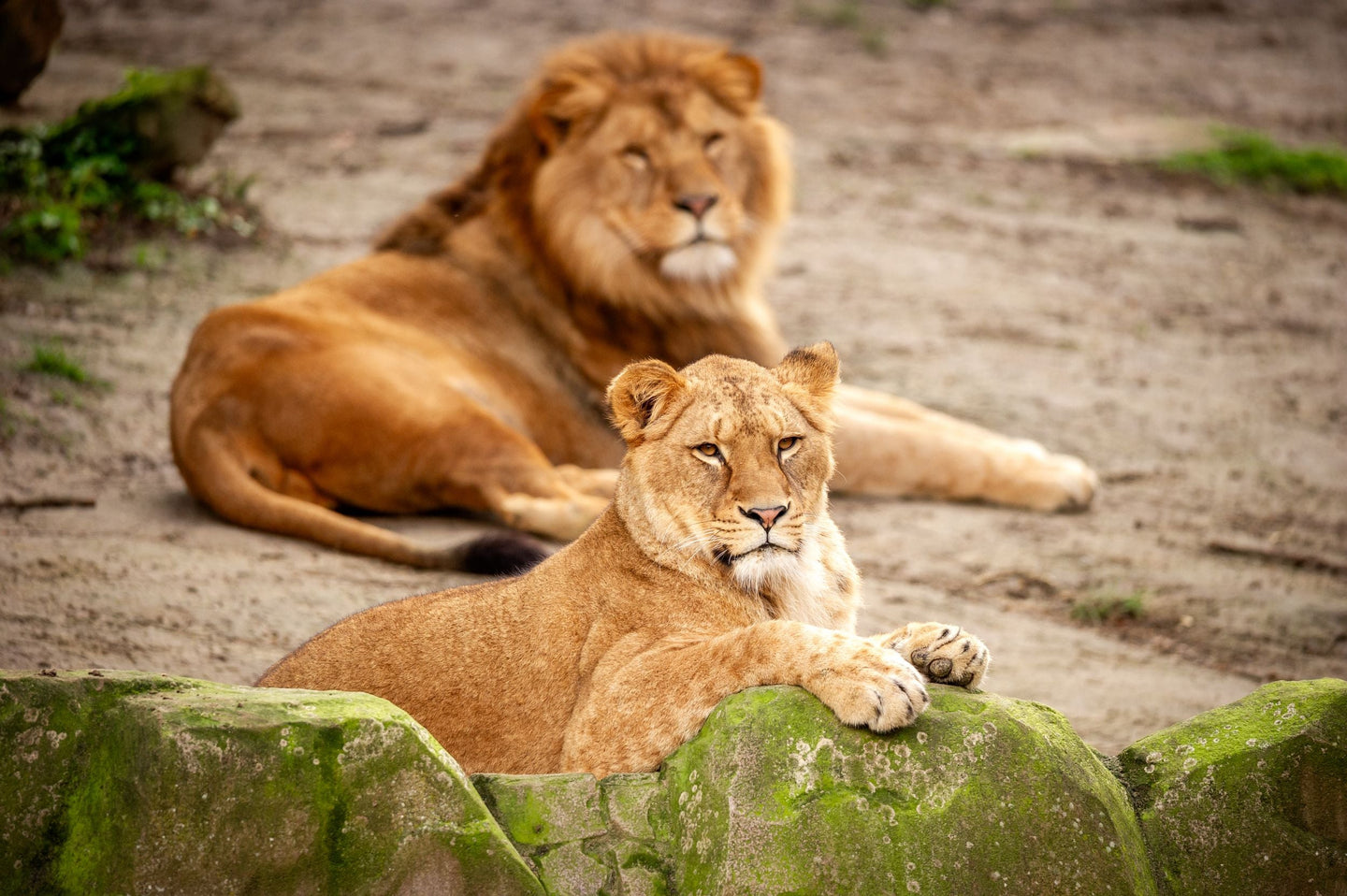 ZOO Antwerpen - afbeelding 1