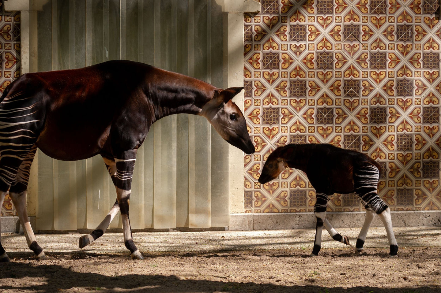 ZOO Antwerpen - afbeelding 2