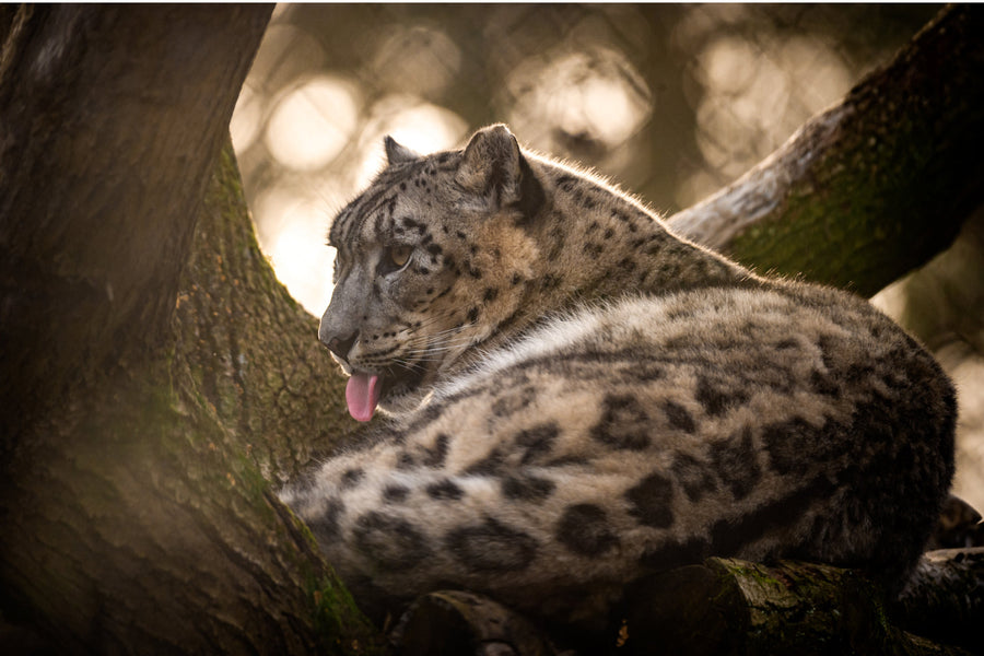 ZOO Planckendael - afbeelding 1