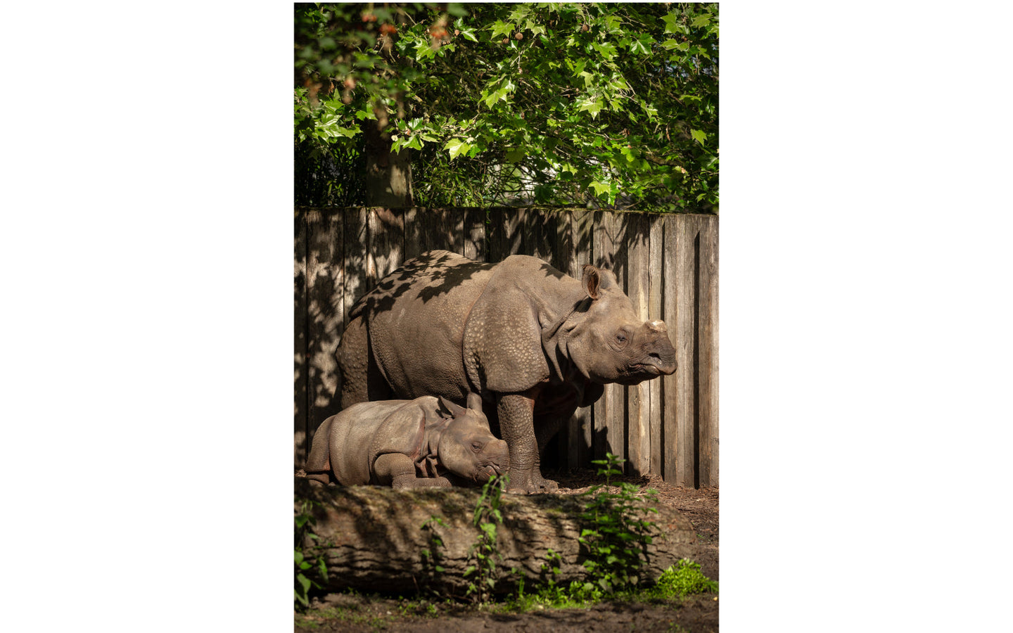 ZOO Planckendael - afbeelding 5