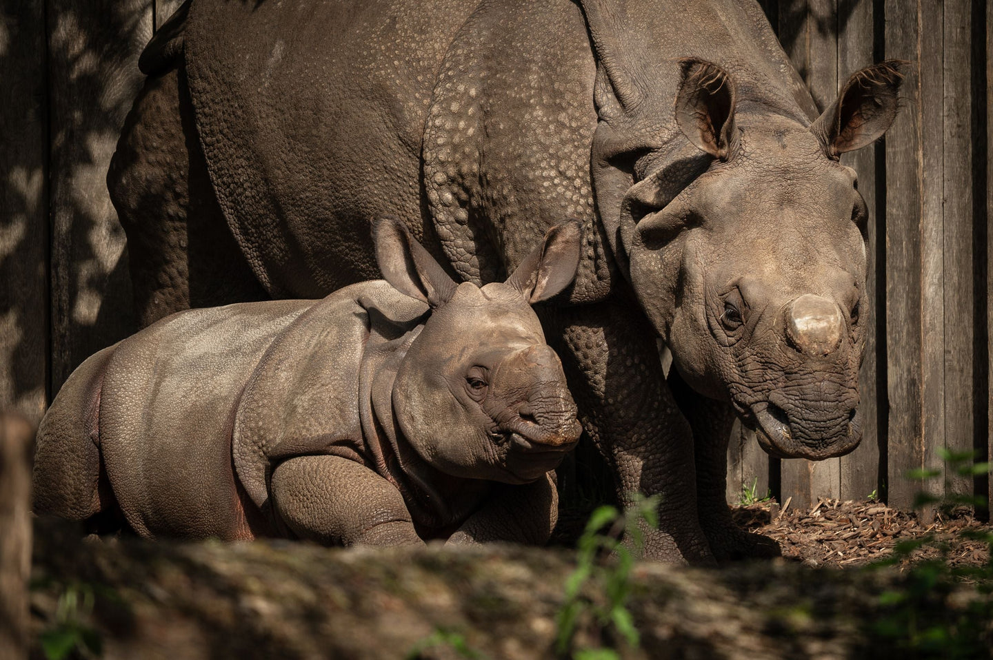 ZOO Planckendael - afbeelding 7