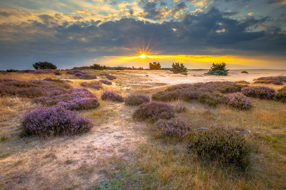 Hotel Wander | 4-Daagse wandelvakantie (ca. 55 km) over Veluwse heide & langs Kasteel Doorwerth | incl. 3-gangendiner - afbeelding 1