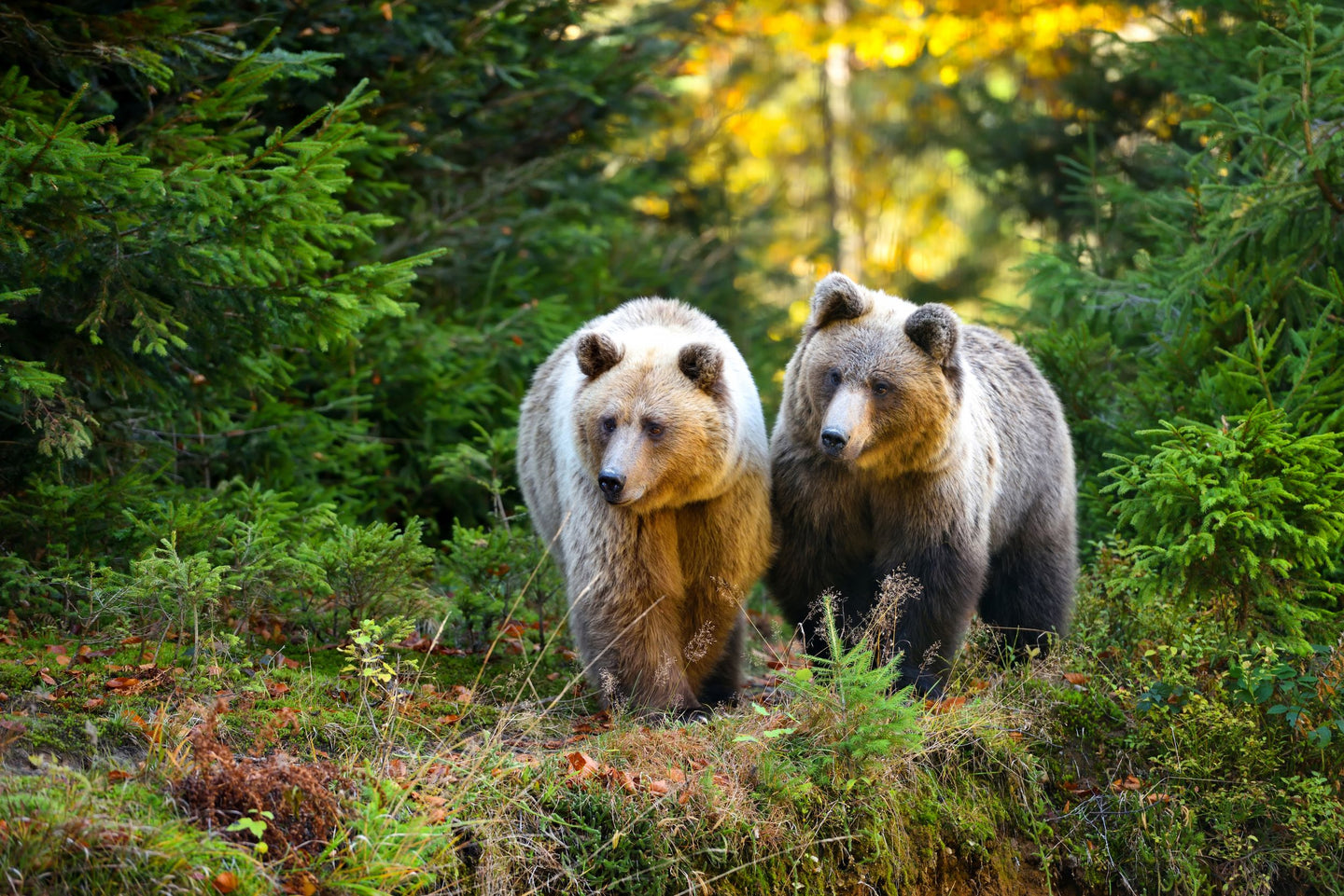 Domein van de Grotten van Han (Grot + Wildpark) - afbeelding 3
