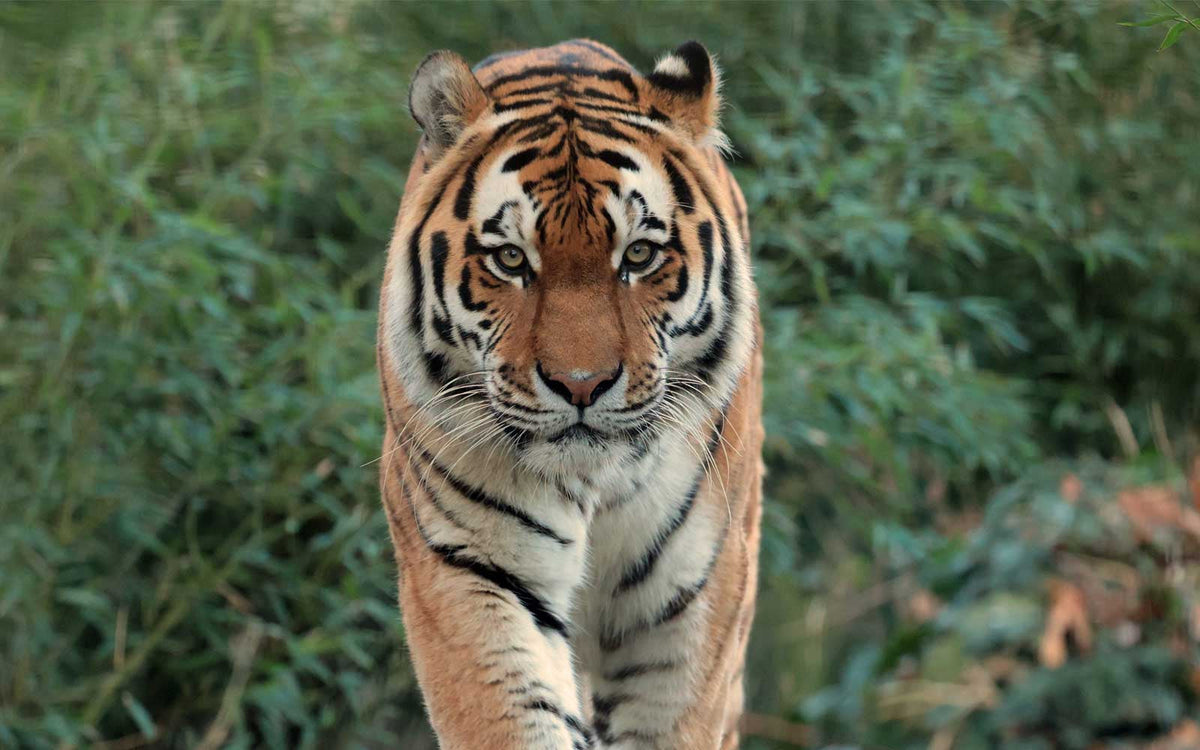 Ouwehands Dierenpark - afbeelding 5