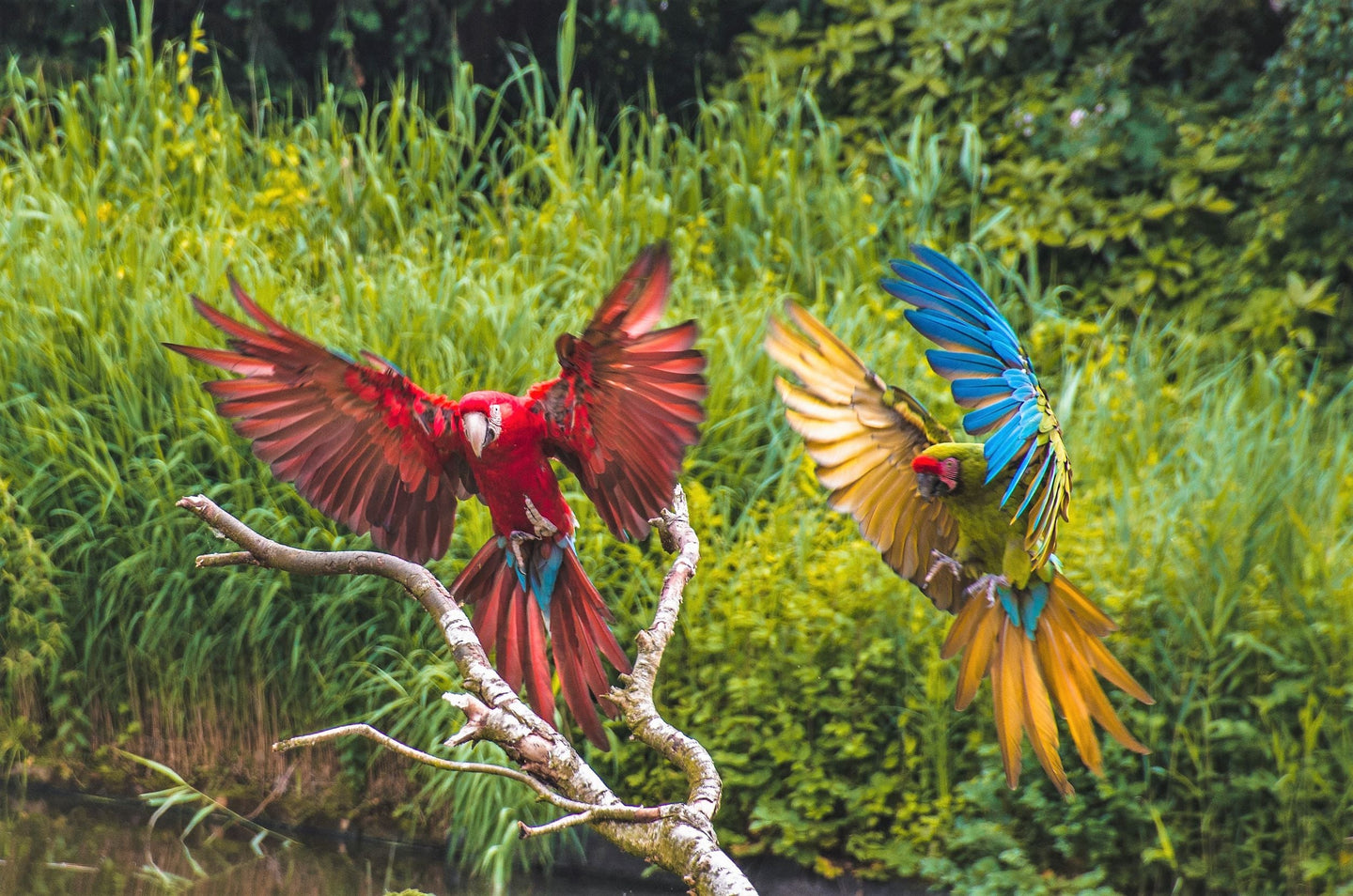 Vogelpark Avifauna - afbeelding 1