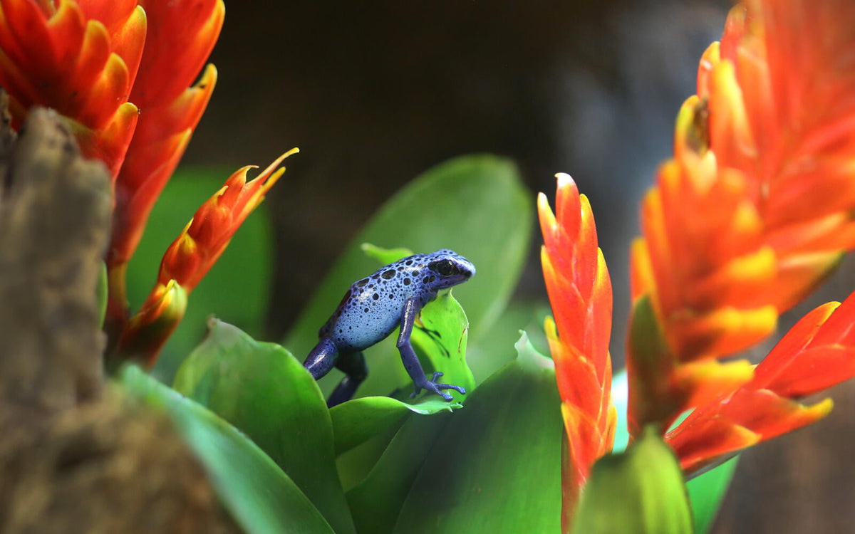 ARTIS-Park tickets met korting - afbeelding 18