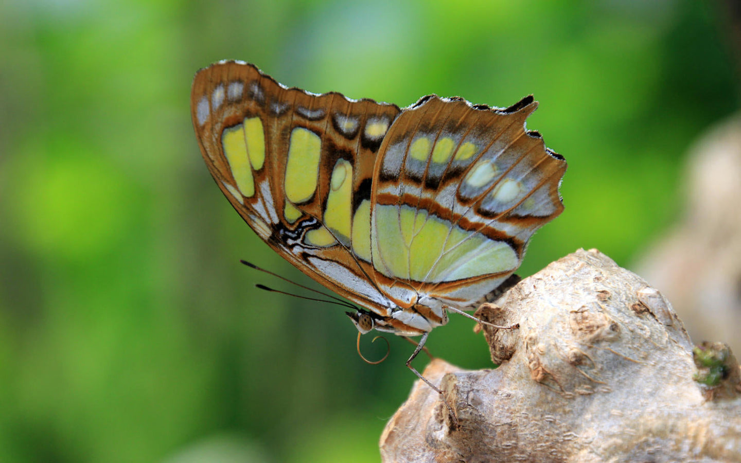 ARTIS-Park tickets met korting - afbeelding 22